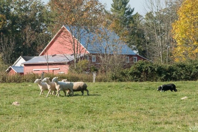 The Spicy Lamb Farm pastures