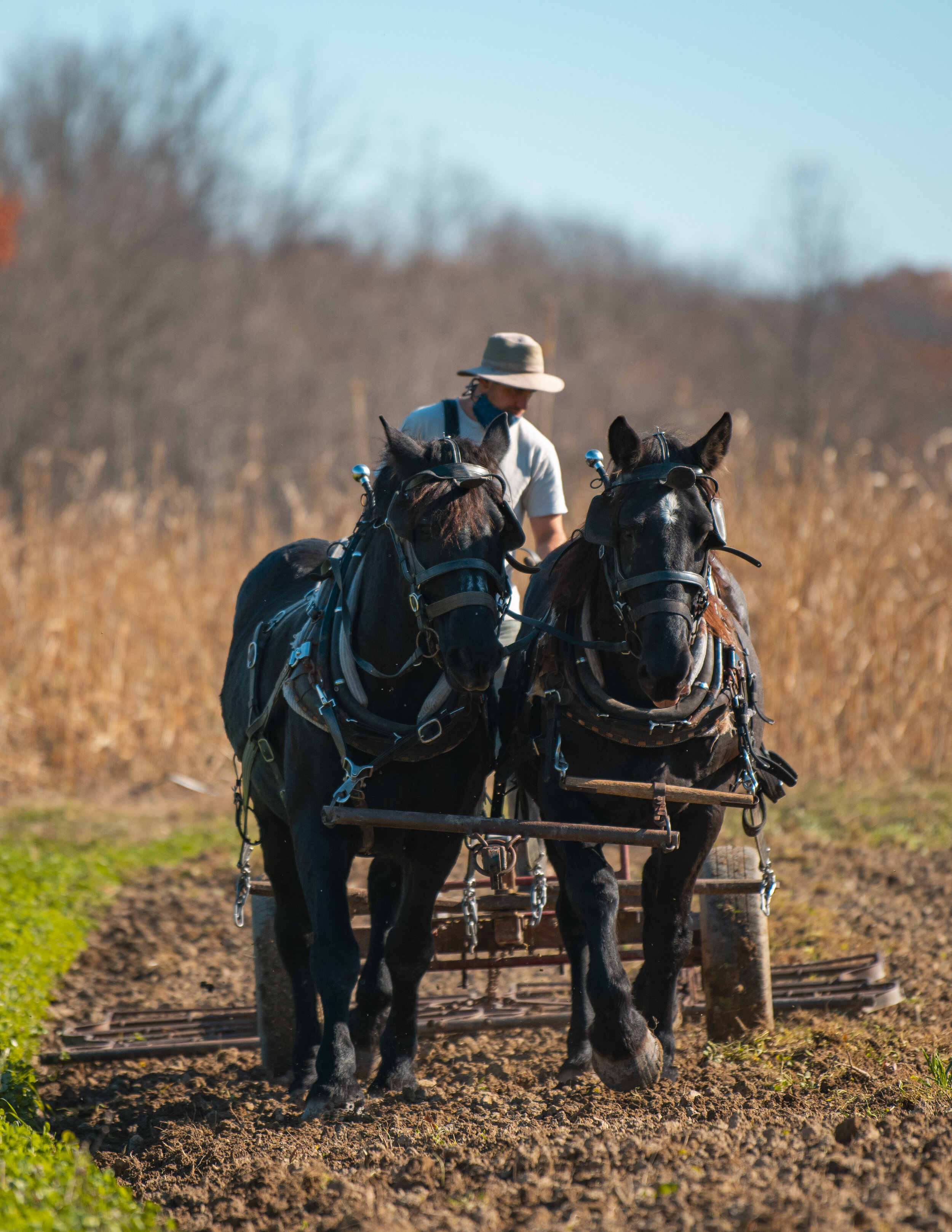 Horse-drawn farming in the valley